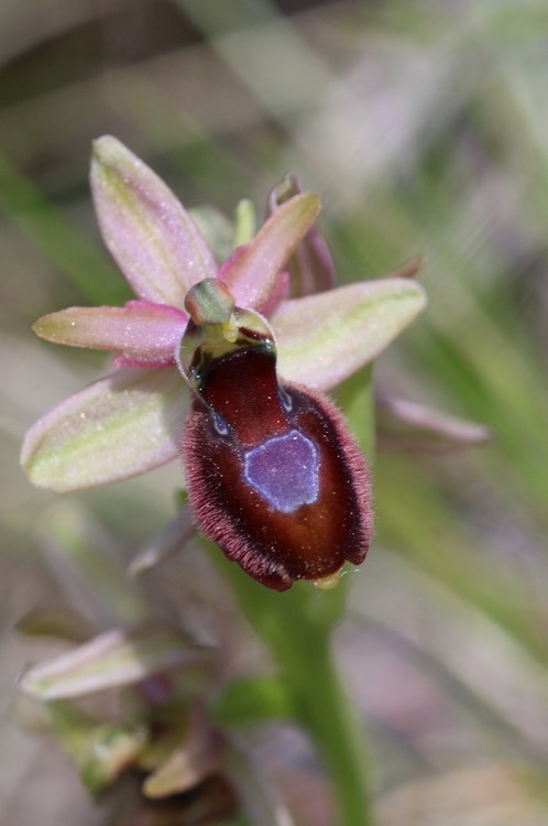 Ophrys bertolonii saratoi ( drumana ) x litigiosa (araneola) Drome%20e2
