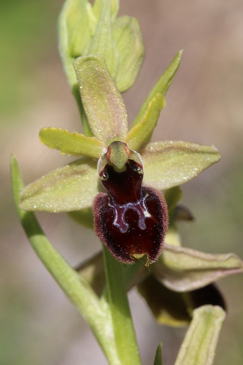 Ophrys bertolonii saratoi ( drumana ) x litigiosa (araneola) Drome%20e5