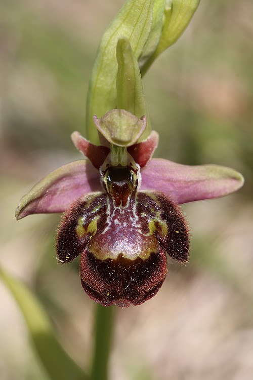 Ophrys fuciflora (SL) X speculum Drome%20f10