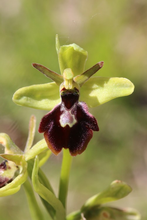 Ophrys bertolonii saratoi ( O. drumana ) x insectifera  Drome%20f3