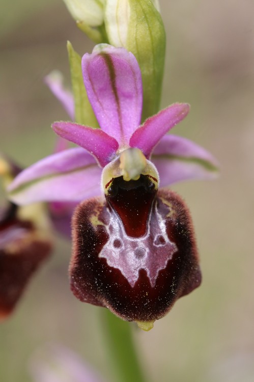 Ophrys bertolonii saratoi ( O. drumana )   X fuciflora (SL) Drome%20j11