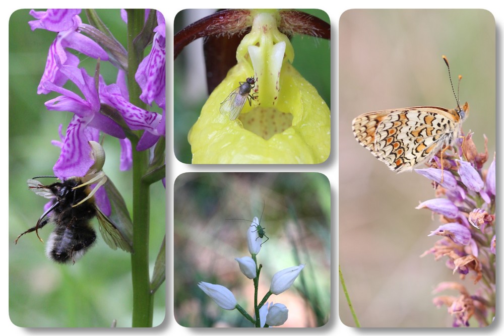 Visiteurs de mai Insectes%20et%20porchidees1