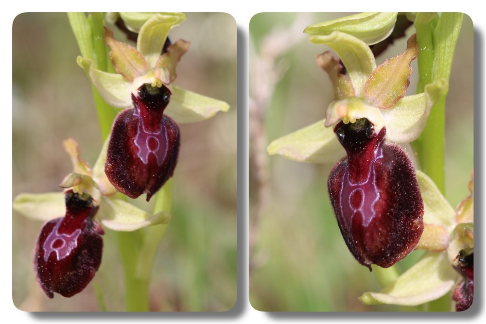 Ophrys bertolonii magniflora X passionis Mai21J4E