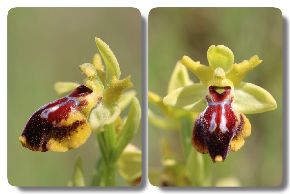 Ophrys lutea × passionis Mai21J4F