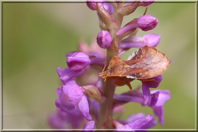 Gymnadenia odoratissima ( Orchis odorant ) Odoratissima2015c