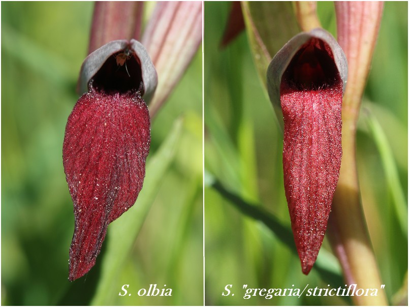 Serapias gregaria/strictiflora ( Sérapias à fleurs raides ) Ser_olbiaVSgregaria