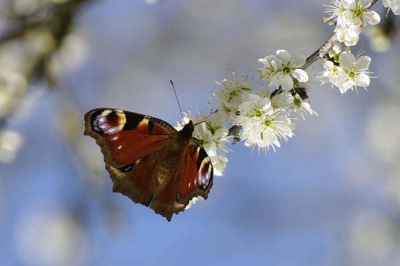 Papillon _IGP1588-1