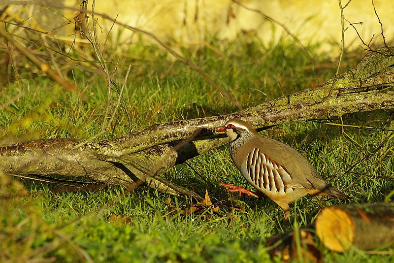 Deux perdrix et un rouge gorge. _igp9518