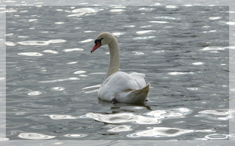 Cadrage Cygne_bis