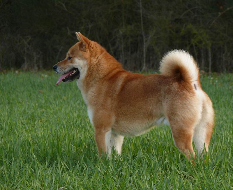 Bluetooth, le Shiba Inu 01