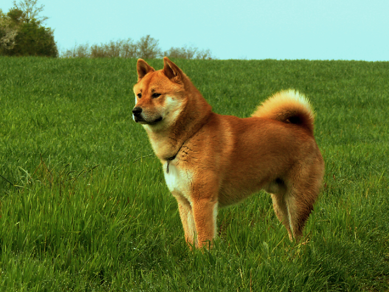 Bluetooth, le Shiba Inu 04