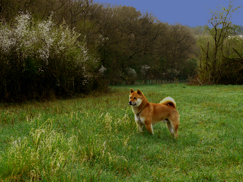 Bluetooth, le Shiba Inu 07