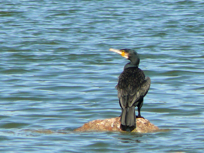 Cormoran ? Cormoran2