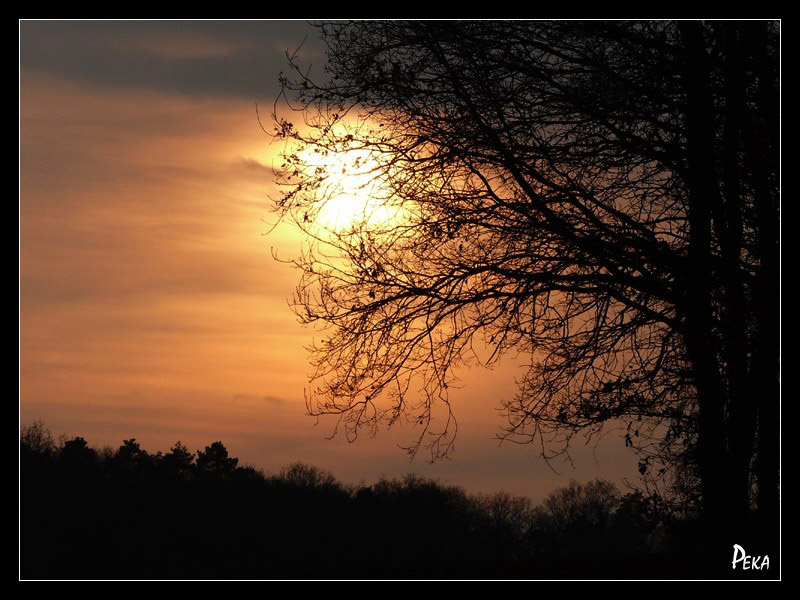 Crépuscules - arbre 06