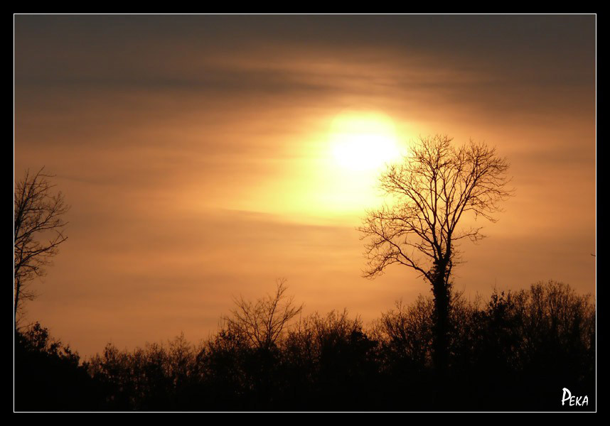 Crépuscules - arbre 09