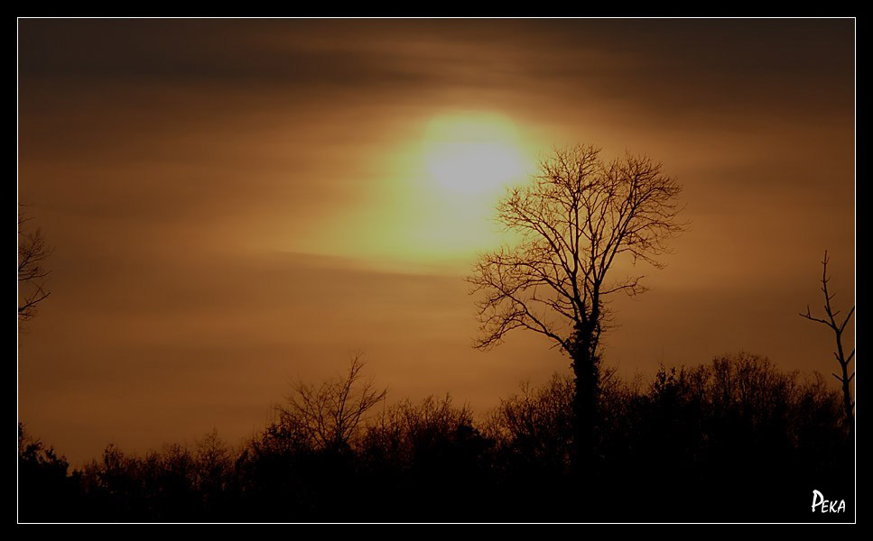 Crépuscules - arbre 10