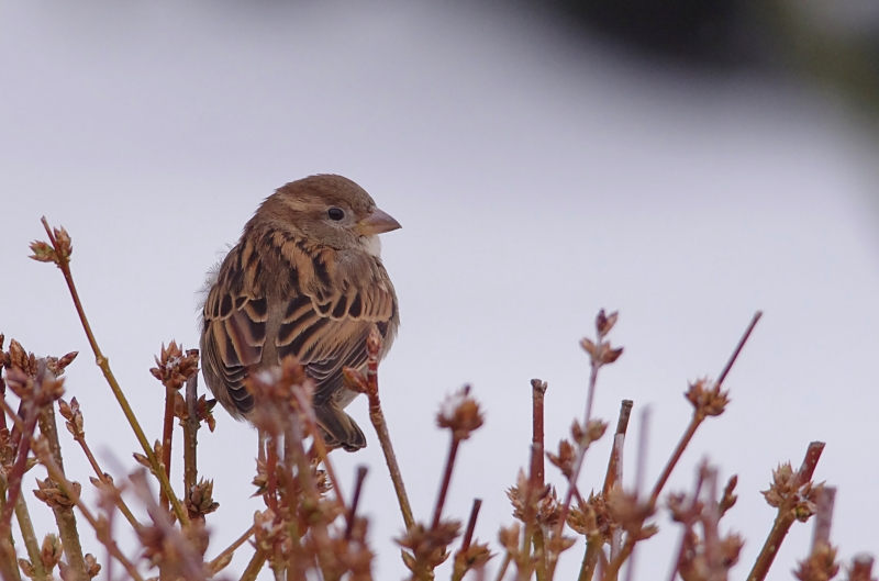 Identification  2013-01-20_10-26-36_2