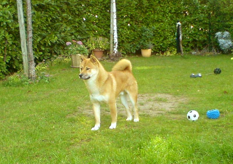 Bluetooth le Shiba Inu 02