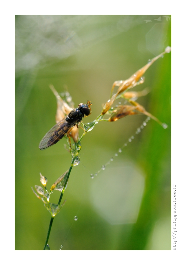 Mes petites Macro/proxi DSC_4303_web