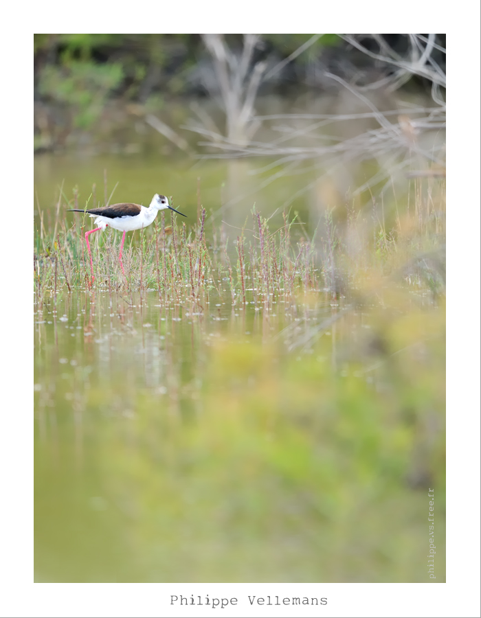 Camargue DSC_4919_web