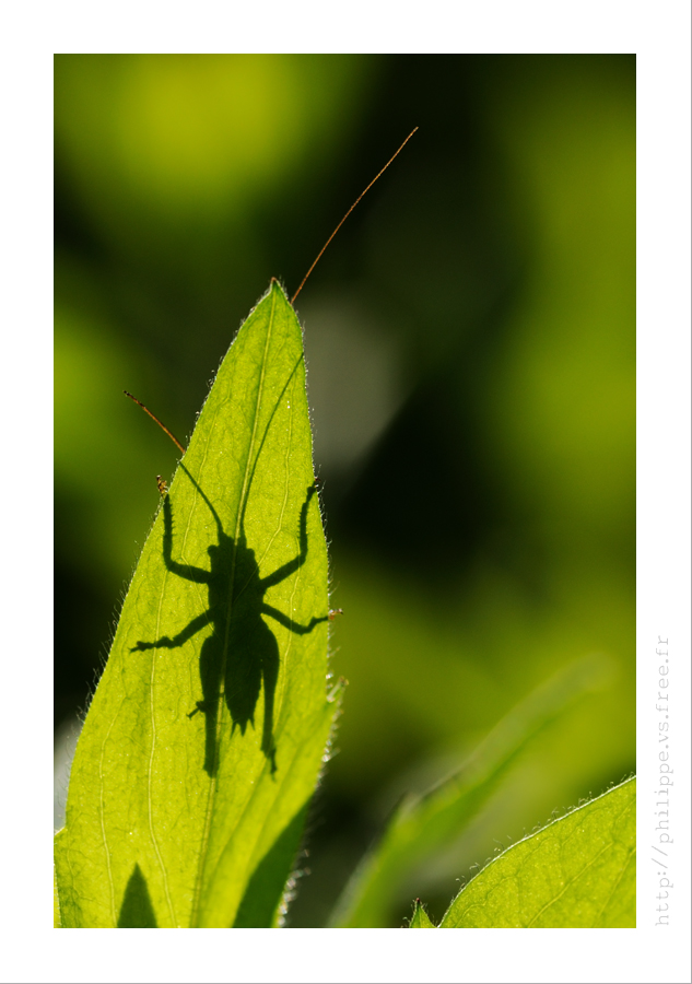 Mes petites Macro/proxi DSC_5475_web