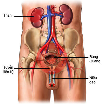 Toàn quốc - Viêm niệu đạo ở nam giới là gì? Tại sao chị em lại có nguy cơ bị bệnh cao hơn đàn ông Benh-viem-nieu-dao-la-gi