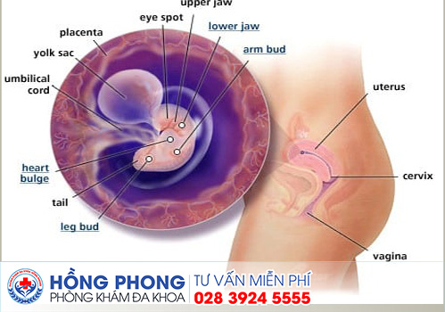 Sức khỏe, đời sống: Đình chỉ thai kỳ 6 tuần bằng thuốc có được không Thai-6-tuan-min