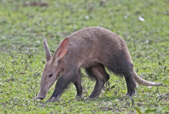 De quel animal s'agit-il?? - Page 3 Lr_orycterope