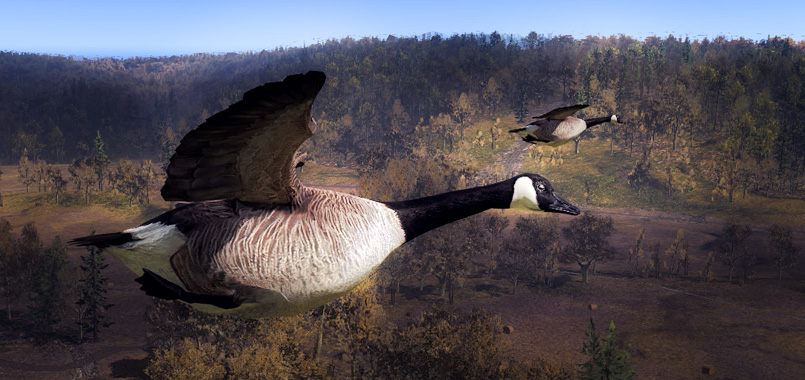 Actualizacion 27/03/2014 2014_march_goose_release