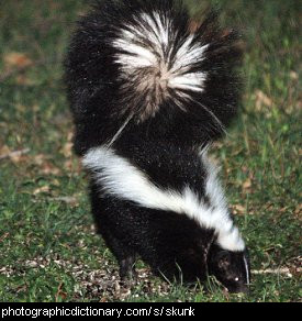 The Art of the Hissy Fit Skunk