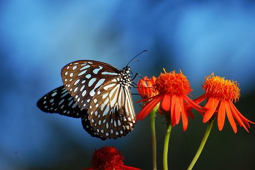 25 Beautiful Butterfly Pictures Butterfly16