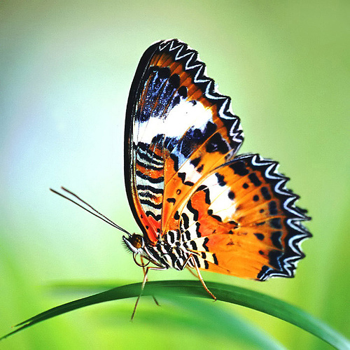 25 Beautiful Butterfly Pictures Butterfly25