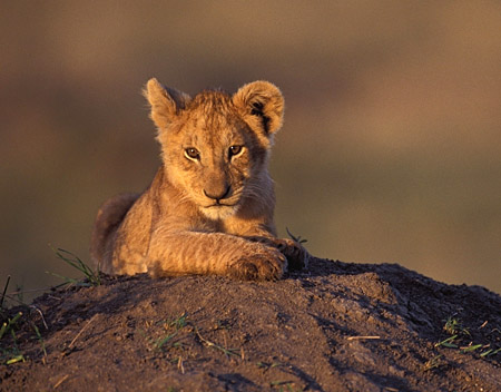 Growing up big cat 8lion-cub-mara