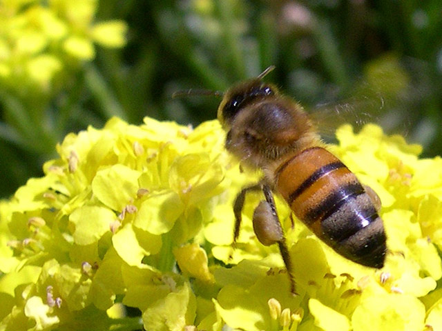 Octobre et ses couleurs - Page 5 Abeille