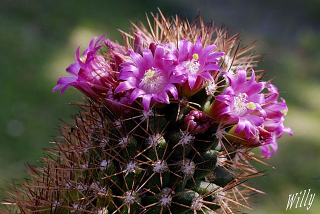 Mammilaria backebergiana ssp ernestii Mammillaria-backebergiana-ssp-ernestii