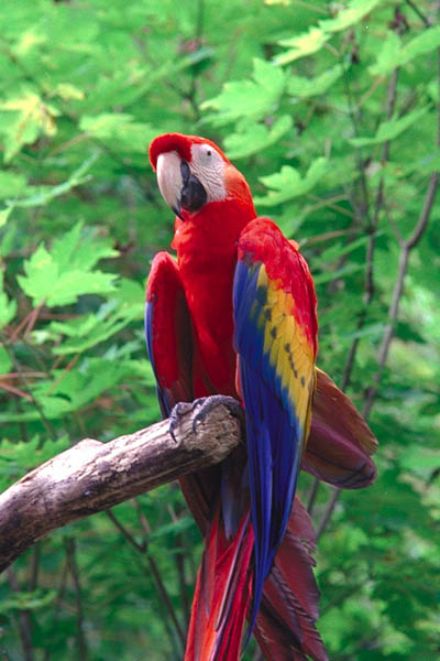 الببغاء المكاو Scarlet-macaw-1