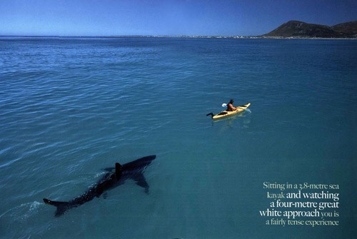 (القرش الابيض العظيم ...Great White Shark) Great-white-shark-kayak