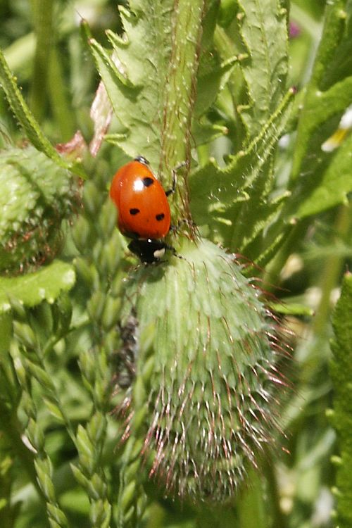 Makro Çekim Uğur Böcekleri Marienkaefer