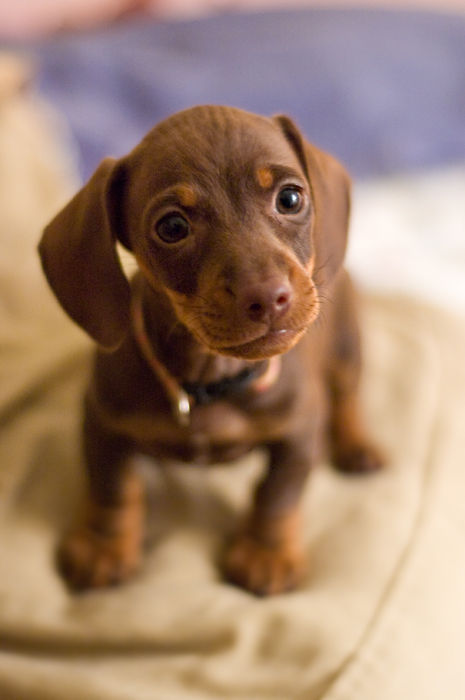 Les Teckels Olive-the-mini-dachshund_l