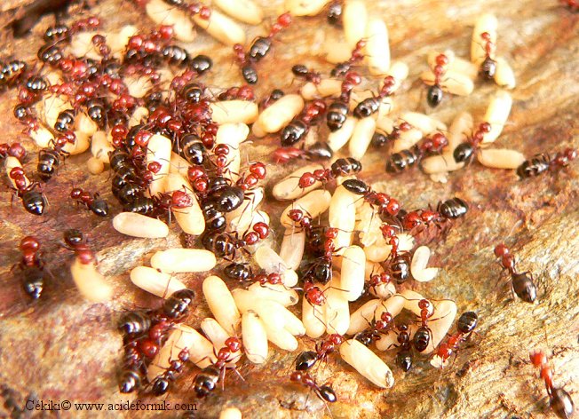 Crematogaster scutellaris - Camponotus lateralis Camponotus_lateralis_1