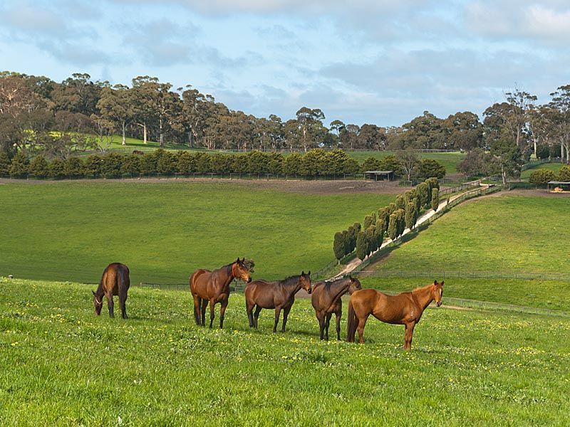 SHUT THE HELL UP ABOUT AUSTRALIA!!! - Page 20 744-SMB3259-Darby-Road-Hahndorf-Adelaide-Hills-South-Australia-Australia