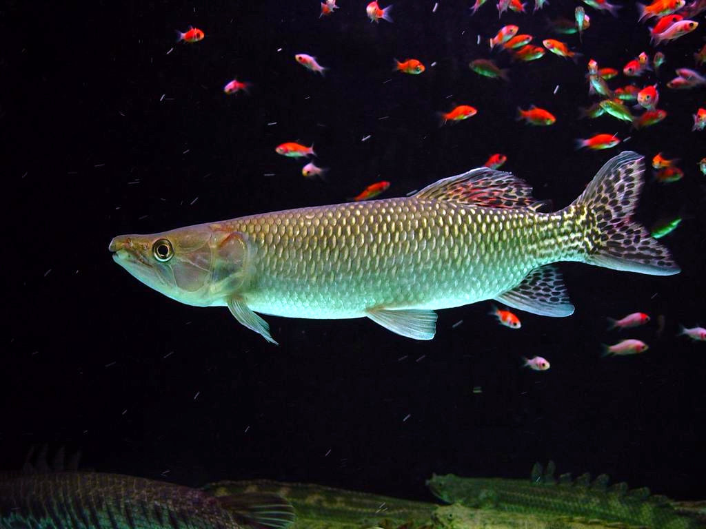 Hepsetus odoe-African Pike Characin DSC06744