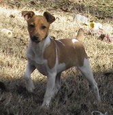 Le Rat terrier MaisyPointCropped