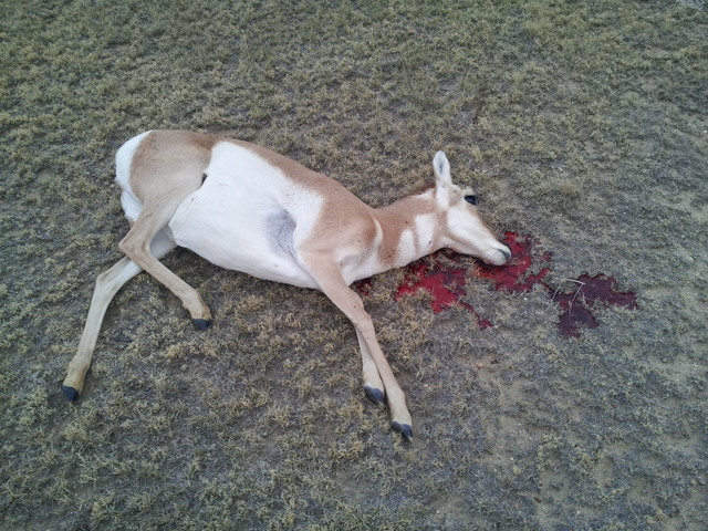 Got a Pic of the Antelope Doe that son in law got yesterday! 20121009_175100