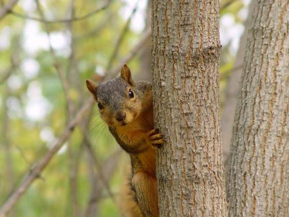 Post your nature pics! Squirrel