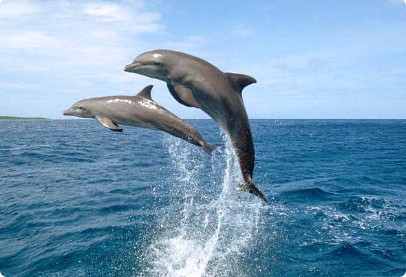 صور دلافين dolphins (اجمل الصور من فوق ومن تحت البحر مع قفزات رائعه) Dolfin2