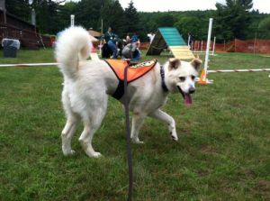 Cute husky/border collie mix in CT NJ544.20634647-3-pn