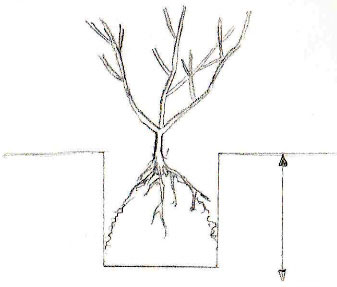 Chèvefeuille Planter-racine-nue