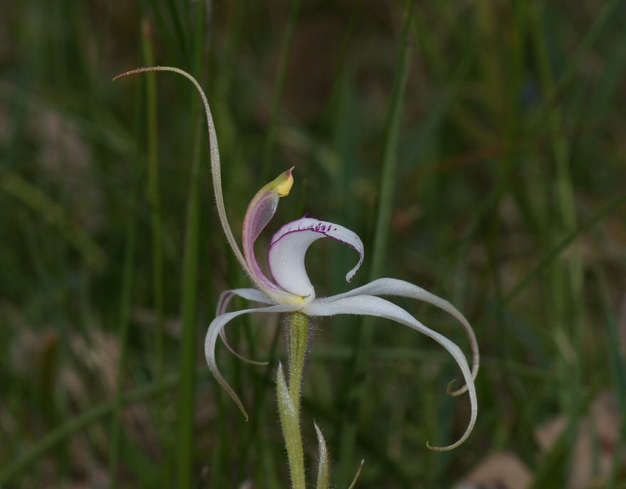 Caladenia pumila et Caladenia audasii Orchid_Arachnorchis_pumila_120925-0988