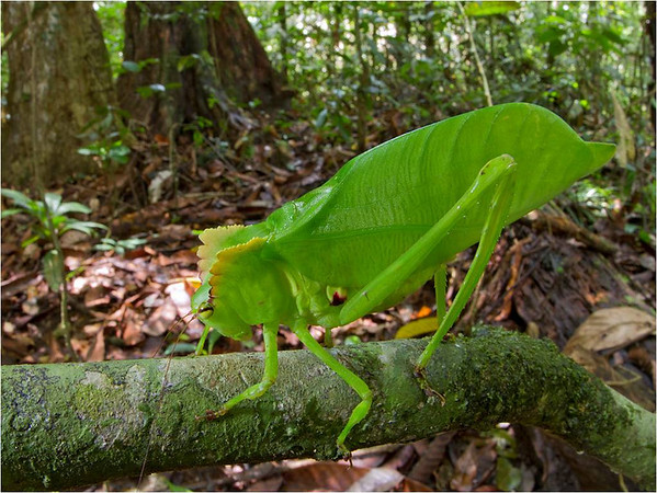 Découverte de 46 nouvelles espèces animales au Surinam  1006497452_7wxk9-M